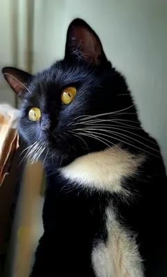 Черная кошка с живыми глазами, бесплатные картинки