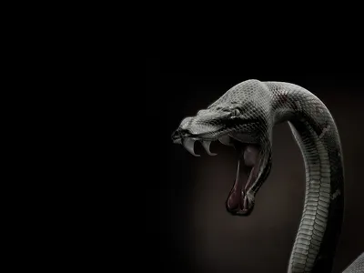 Черная мамба - змея, вызывающая трепет у любителей природы