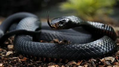 Фото Черной мамбы - самая опасная змея мира
