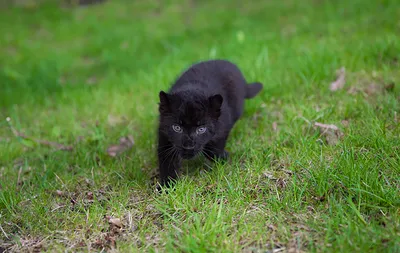 Черная Panther — стоковые фотографии и другие картинки Чёрная пантера - Чёрная  пантера, Леопард, Чёрный цвет - iStock