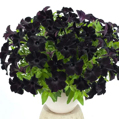 Petunia 'Black in Black' | Buy Annuals Online | Groovy Plants Ranch LLC |  The Groovy Plants Ranch LLC