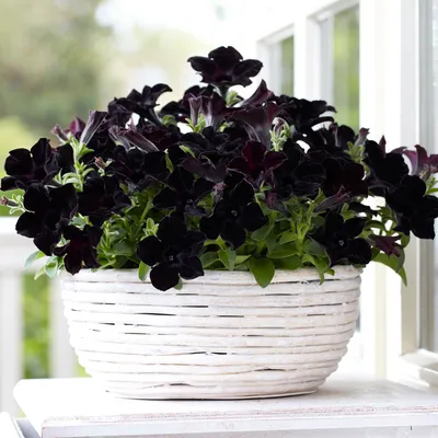 Petunia Black Ray™ | White Flower Farm