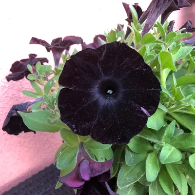 Crazytunia® Black Mamba Petunia Plants for Sale