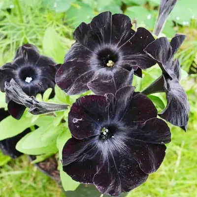 Petunia 'Black Satin' Flower, Leaf, Care, Uses - PictureThis