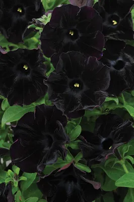 Hot Plant Black Velvet Petunia - October 2010 - SBS eNewsletter | Black  garden, Petunias, Black petunias