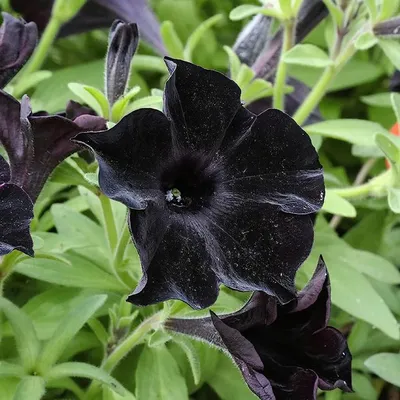 Kat Von D - From my black garden: Black Cat Petunia - “the world's very  first black petunia.” These have to be one of my favourite black blooms.  The Black Cat variation