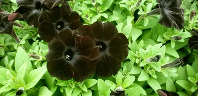 Petunia Ray Black – Premier Growers, Inc.