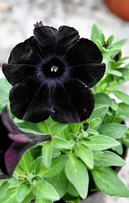 Black petunias 🖤 🌸 The intrigue and beauty of dark blooms