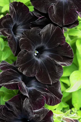 Petunia Black Velvet Flowers by Tim Gainey