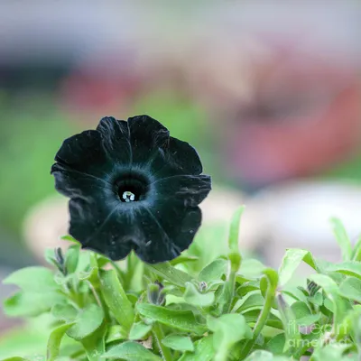 Black Petunia Flower Q1 Photograph by Ilan Rosen - Pixels