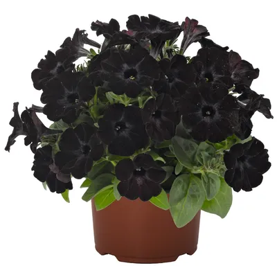 Sweetunia Black Satin - Products - Dümmen Orange