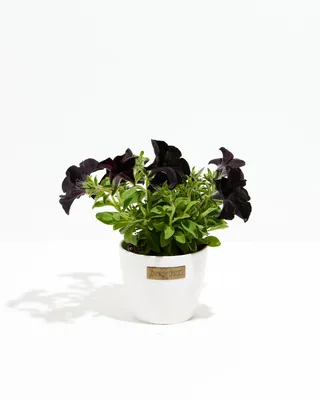 Black Mamba Petunia | Mounding Growth Plant | Lively Root