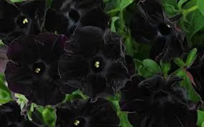 Black Petunia seeds – Angela's Heavenly Garden