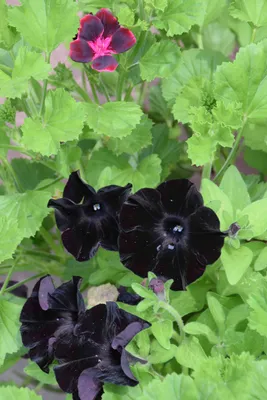 Petunia black mamba hi-res stock photography and images - Alamy