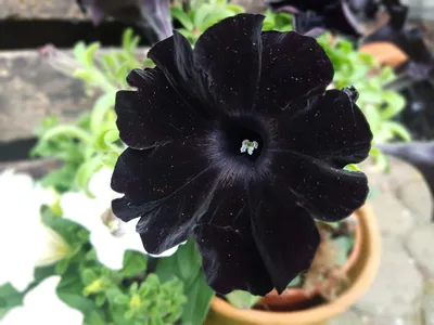 Petunia 'Black Mamba' | The Biking Gardener