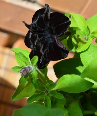 Black petunia : r/gardening