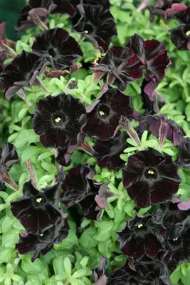 Black velvet petunia hi-res stock photography and images - Alamy