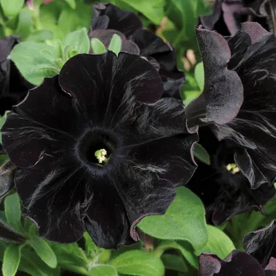 Black magic? | Petunias, Black petunias, Black garden