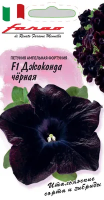 Supertunia® Black Cherry® Petunia Plants for Sale