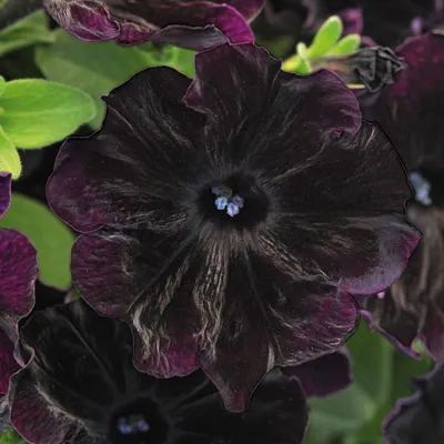 USA SELLER 200 Seeds Black Petunia Containers Hanging Baskets Flowers  Annual - GEM