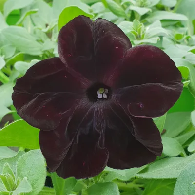 Petunia 'Black Mamba' - Buy Online at Annie's Annuals
