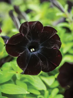 Petunia, Black Cat - Burpee