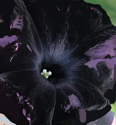 Petunia Black Velvet | 5 Large Plug Plants