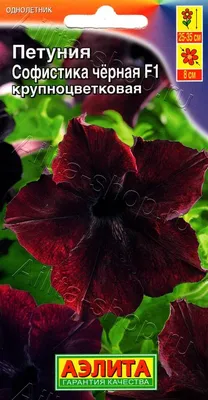 File:Black petunia. II.jpg - Wikipedia
