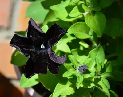Black Velvet Petunia Flower In Garden Stock Photo, Picture and Royalty Free  Image. Image 101910380.