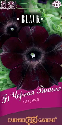 Black Petunia Bloom : r/PlantGoths