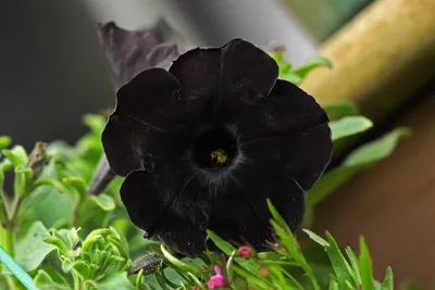 Supertunia® Black Cherry® - Petunia hybrid | Proven Winners