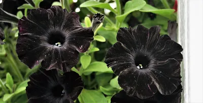 101 petunia black velvet snímků, stock fotografií 3D objektů a vektorů |  Shutterstock