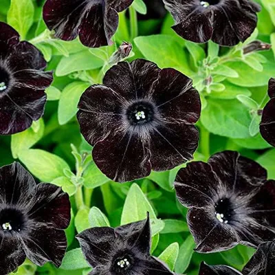 7 Unique Black Flowers and Plants | Petal Talk