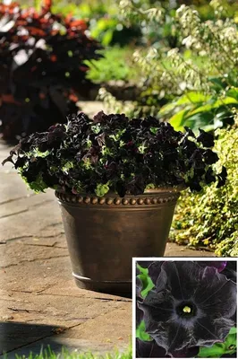 Beautiful black petunia stock photo. Image of white, stem - 98957784