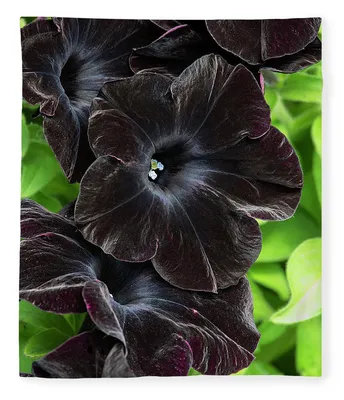 Petunia 'Black Velvet' | Really lives up to its name. | Flickr