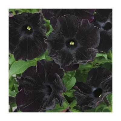 beautiful Black petunia flowers Stock Photo | Adobe Stock