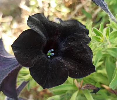 Black Petunia Flower - Free photo on Pixabay - Pixabay