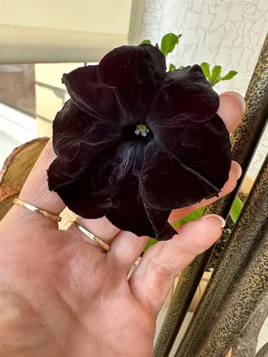 Petunia 'black Cat'