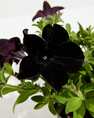 Petunia Black Magic