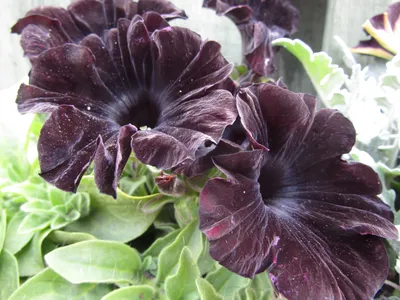 Petunia Black Velvet Flowers Fleece Blanket by Tim Gainey - Tim Gainey -  Artist Website