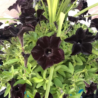 Petunia 'Black Velvet' | Bedding | 5 x Large Plugs | Plug Plant Shop