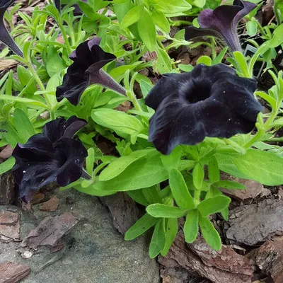 Black Mamba Petunia | Mounding Growth Plant | Lively Root