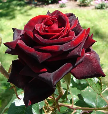 Черная роза цветок фото фотографии