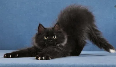 Черная сибирская кошка фотографии