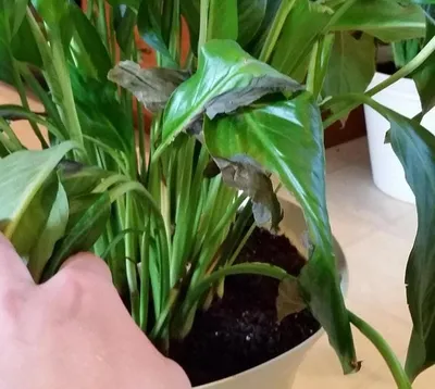 Les feuilles de Spathiphyllum deviennent noires - que faire? Spathiphyllum  est une plante d'intérieu… | Plante pour jardiniere, Culture de plantes,  Fleurs intérieur
