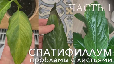 Спатифиллум: пятна, желтеют, чернеют, усыхают листья | Страница 2