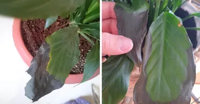 Spathiphyllum. The leaves are yellow, with brown and black spots, crumpled.  Reasons. - YouTube