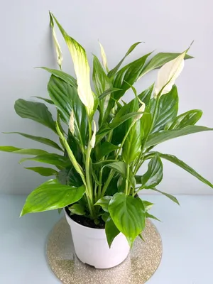Spathiphyllum lowered leaves What to do - YouTube