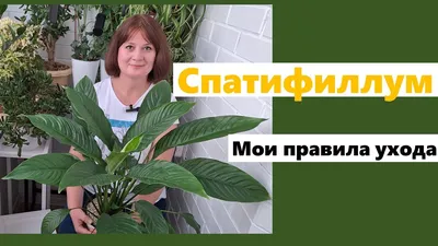 Спатифиллум: уход в домашних условиях и фото видов спатифиллума (женское  счастье)