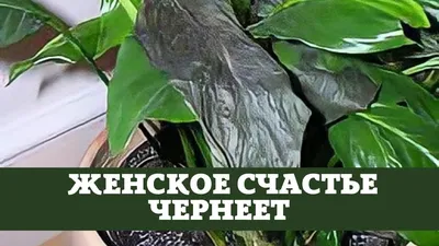 Спатифиллум (женское счастье) чернеют листья, причины - YouTube